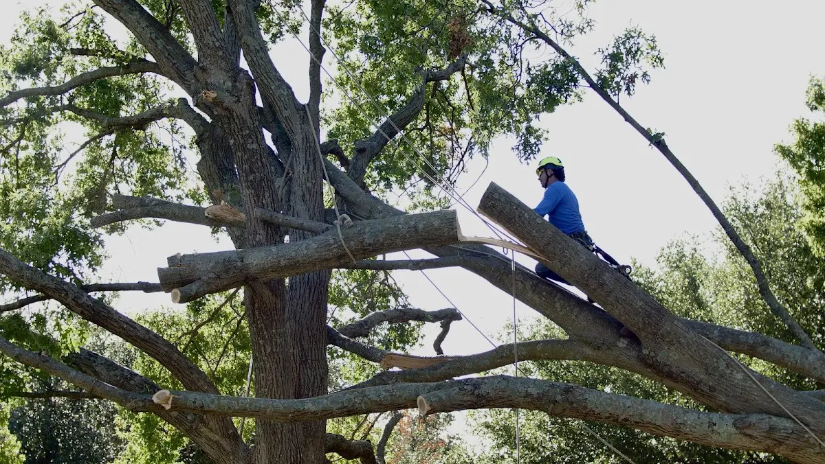 Professional Crown Thinning performed by certified arborists in Squirrel Island