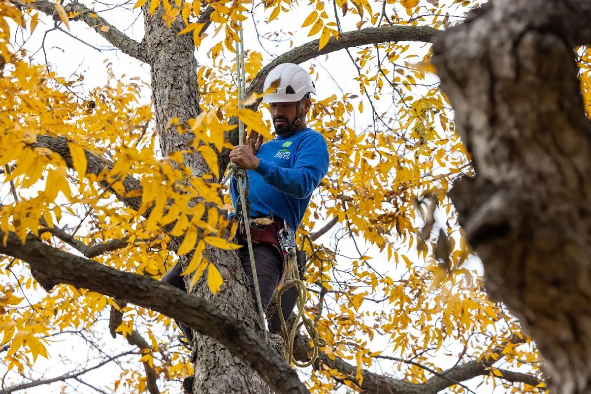 Skilled Tree Pruning crew working in Squirrel Island
