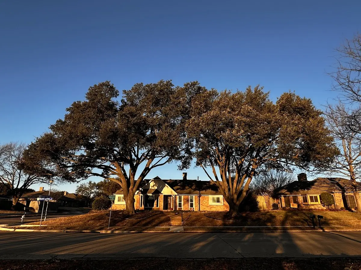 Established residential canopy tree shading a home in Squirrel Island